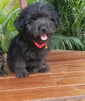 1-3 months Male Purebred Havanese