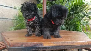 1-3 months Male Purebred Havanese