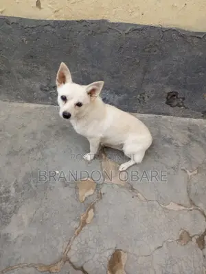 6-12 months Female Purebred Chihuahua