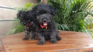 1-3 months Female Purebred Havanese