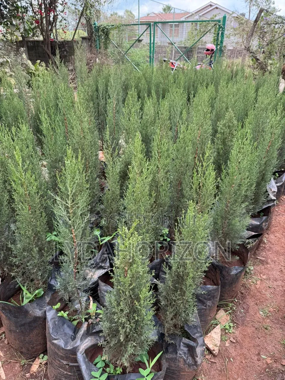 Landscaping