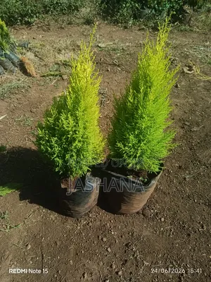 Lemon Cypress Tress