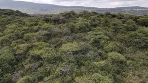 Emergency Sale 10 Acres Kashanga, Kisamis at Per Acre