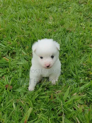 1-3 months Female Purebred Japanese Spitz