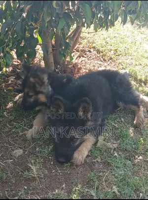 1-3 months Male Purebred German Shepherd