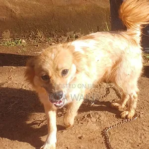 1+ year Female Mixed Breed Japanese Spitz