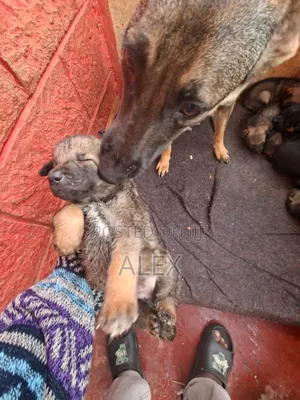 1-3 months Female Purebred Belgian Malinois