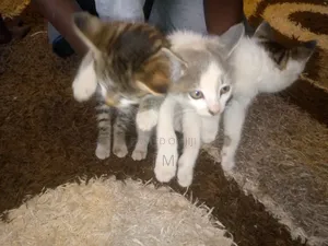 1-3 months Female Purebred Persian