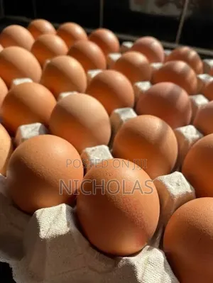 Fresh Farm Table Eggs Wholesale