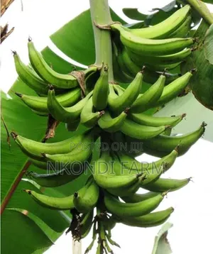 Quality Plantain Fruit Banana