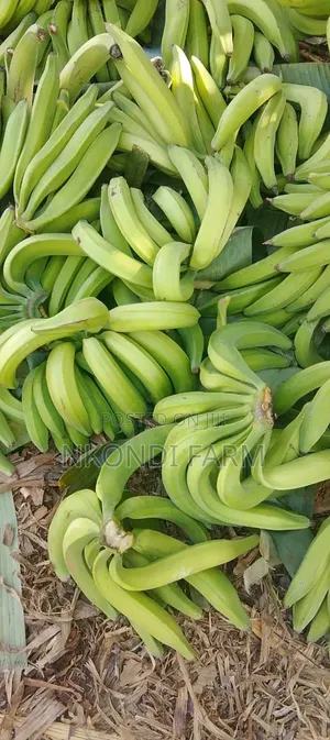 Quality Plantain Fruit Banana