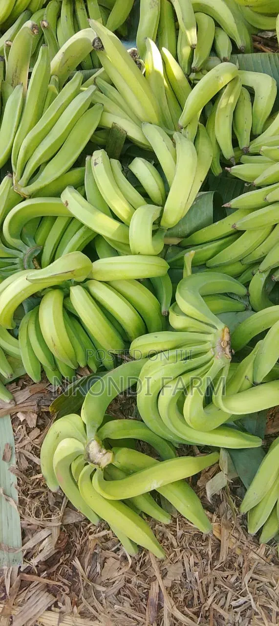 Quality Plantain Fruit Banana