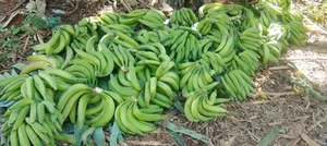 Quality Plantain Fruit Banana