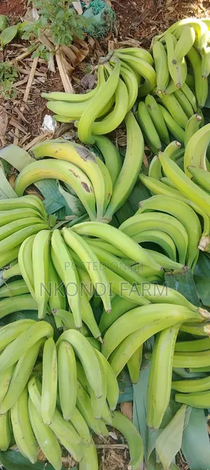 Quality Plantain Fruit Banana