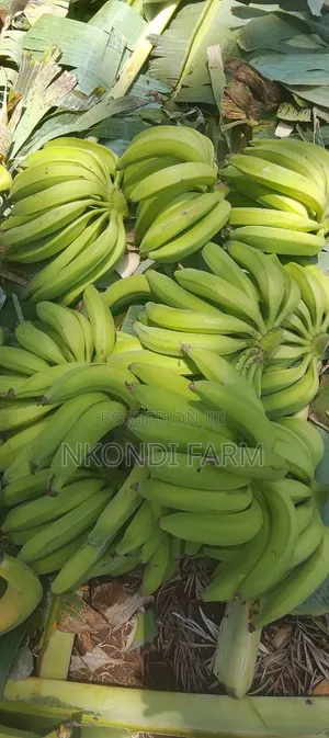 Quality Plantain Fruit Banana