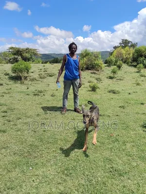Dog Training