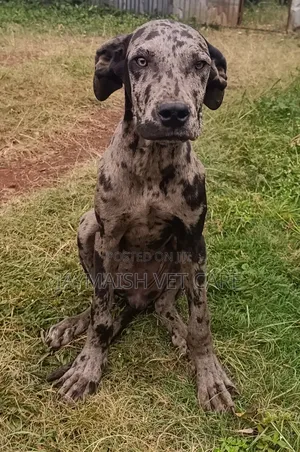 6-12 months Female Purebred Great Dane