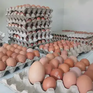 Fresh Eggs