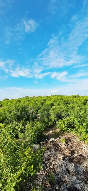For Sale 4 Acres 2nd Raw Land Watamu