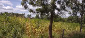 2 Acres Farmland Chaaria