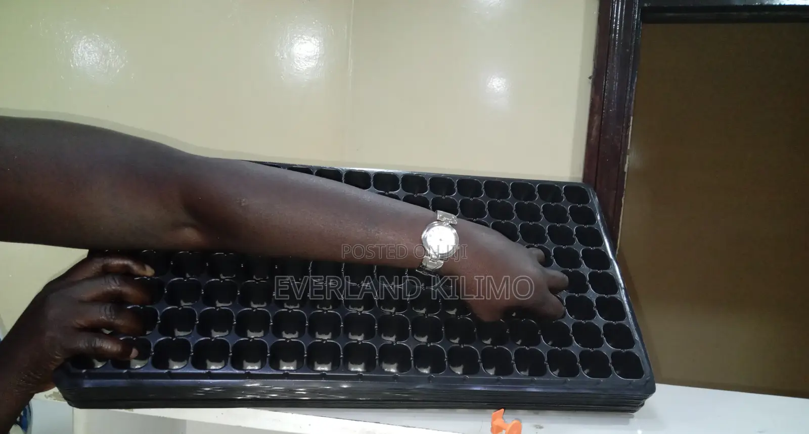 Gardening Germination Seed Trays - Each