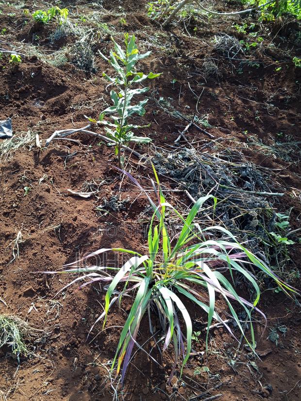 Land Kutus-Kerugoya 1⁄8 Acre - thumbnail 9