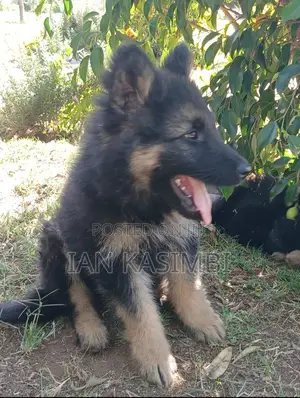 1-3 months Male Purebred German Shepherd