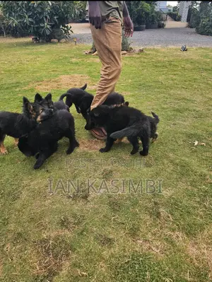 1-3 months Male Purebred German Shepherd