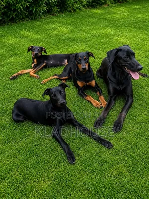 1-3 months Female Purebred Doberman Pinscher
