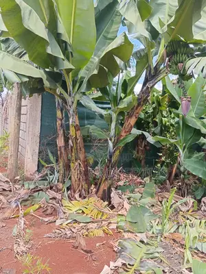 Thika Westwood Estate (Karangaita) - 100x100 Plot On Quick Sale