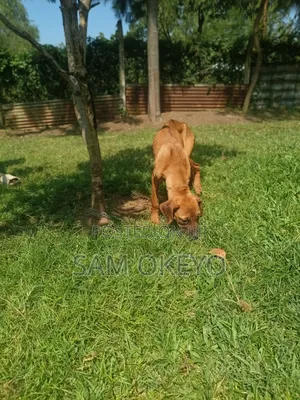 3-6 months Female Purebred Boerboel