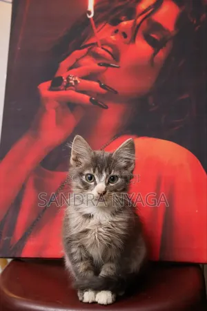 3-6 months Male Mixed Breed Tabby