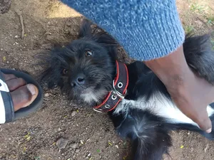 1-3 months Male Purebred Yorkshire Terrier
