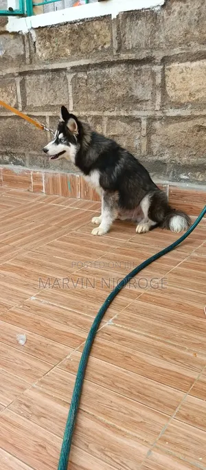 6-12 months Male Purebred Siberian Husky