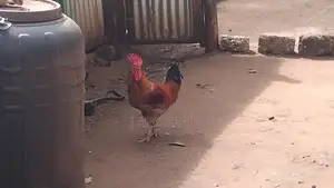 Improved Kenyeji Rainbow Rooster Jogoo Males