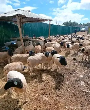 Dorper Sheep, and Meat Master Sheep