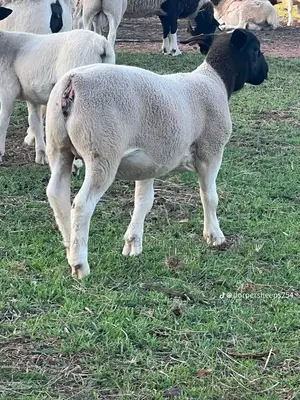 Dorper Sheep, and Meat Master Sheep