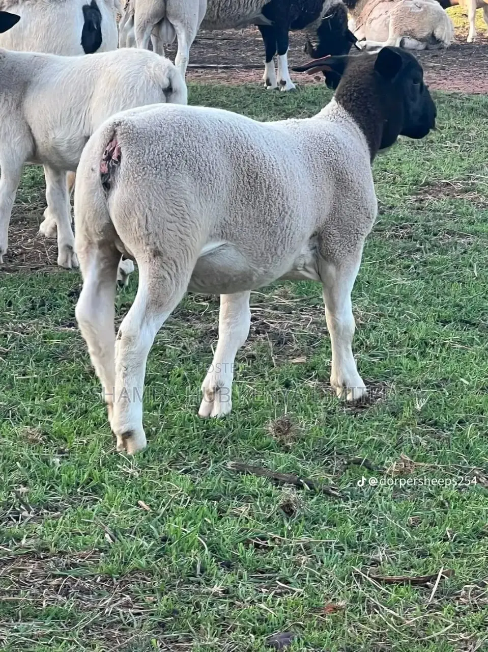 Dorper Sheep, and Meat Master Sheep