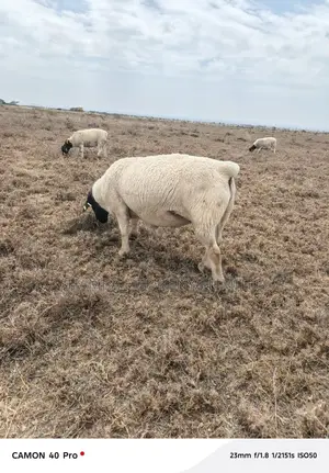 Dorper Rams