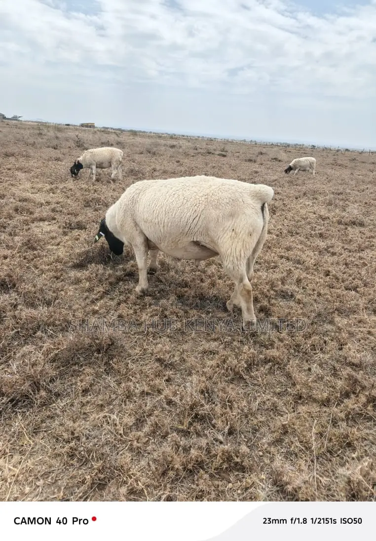 Dorper Rams