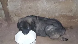 1-3 months Male Purebred Caucasian Shepherd