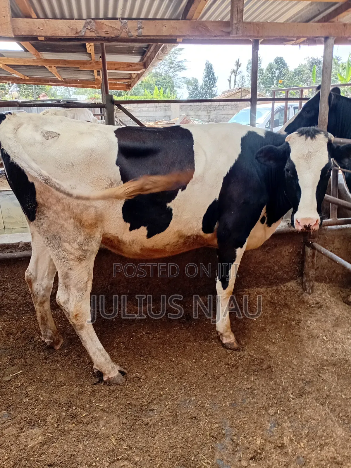 Pedigree Incalf Heifer