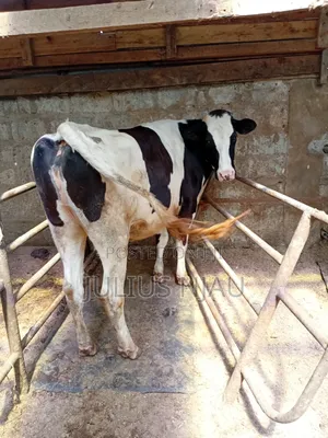 Pedigree Incalf Heifer