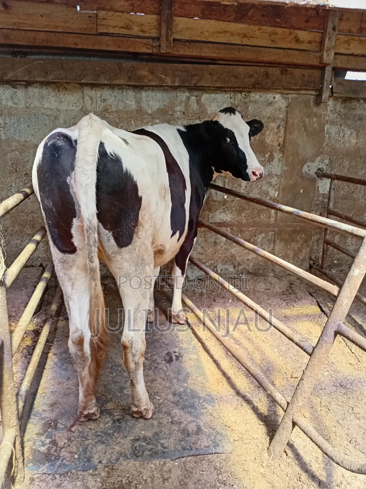 Pedigree Incalf Heifer
