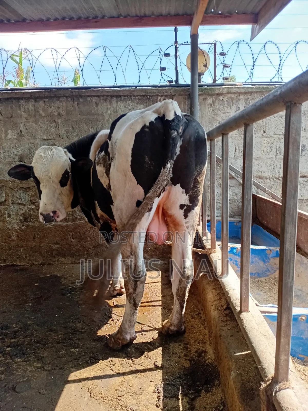 Breeding Bull