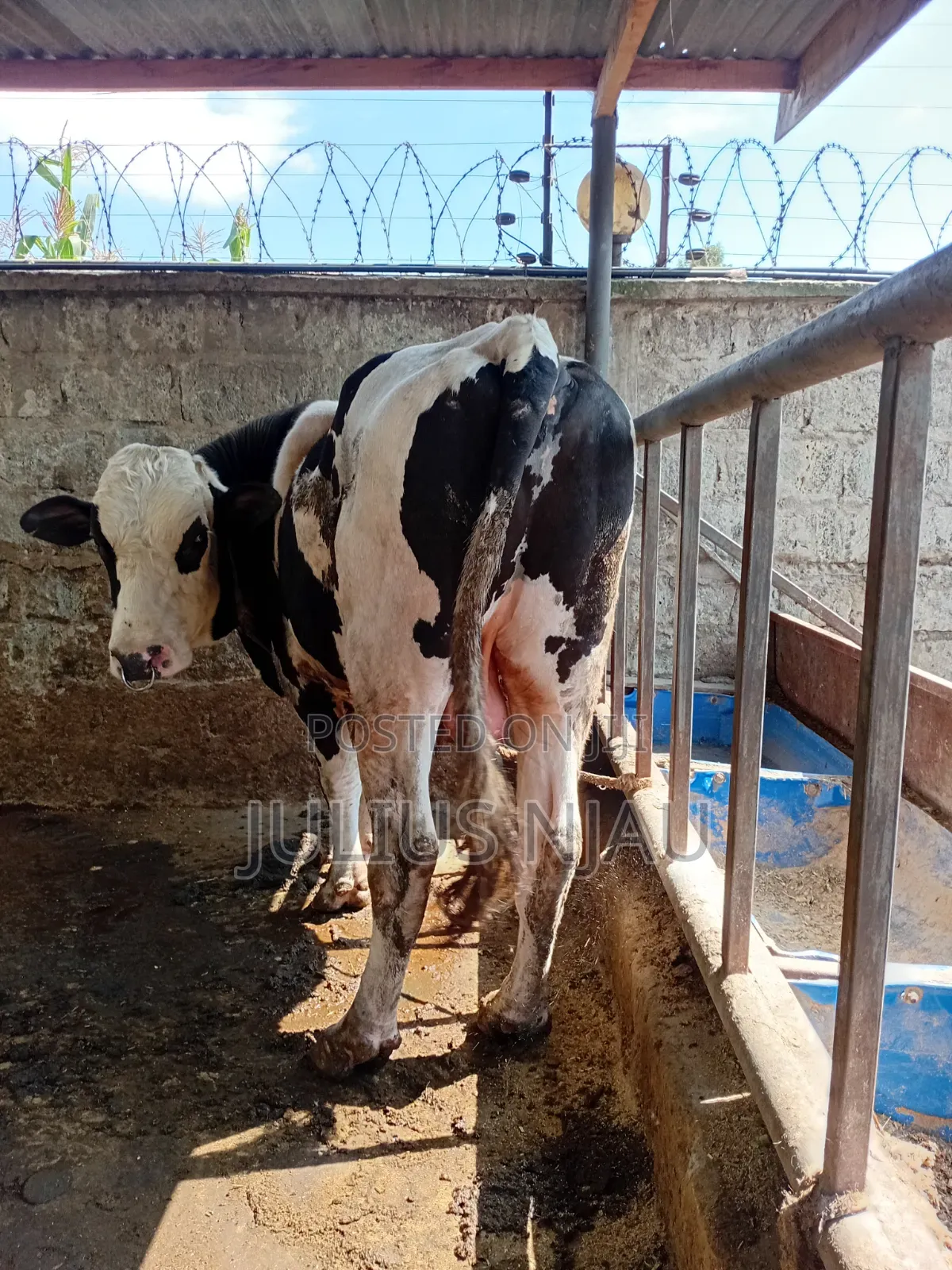 Breeding Bull