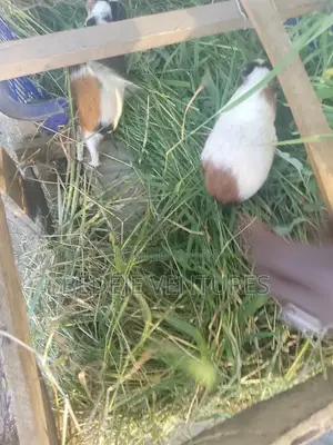 Rats for Sale