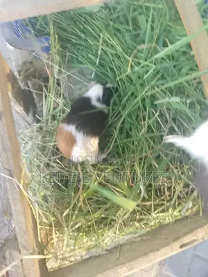 Rats for Sale