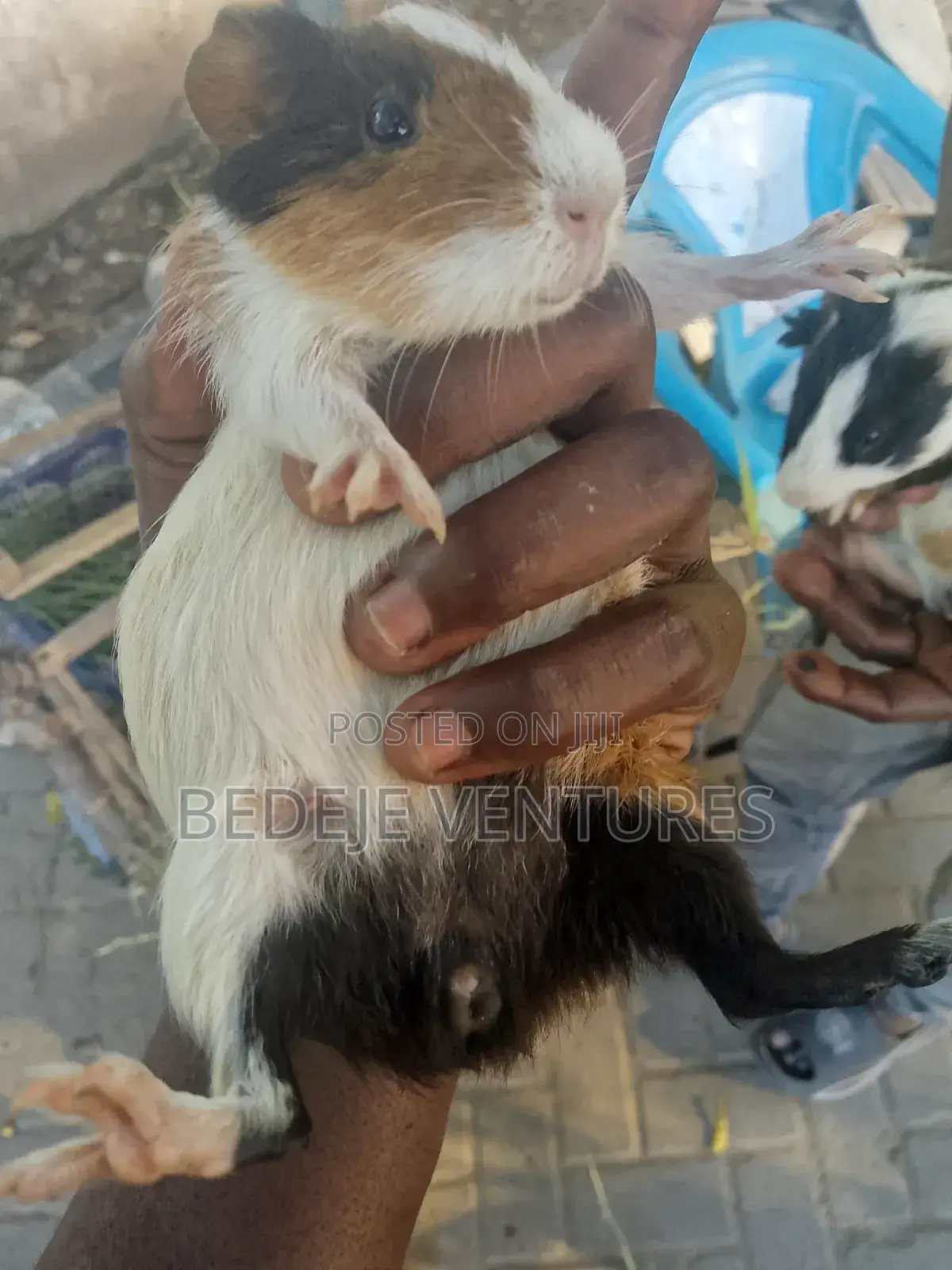 Rats for Sale
