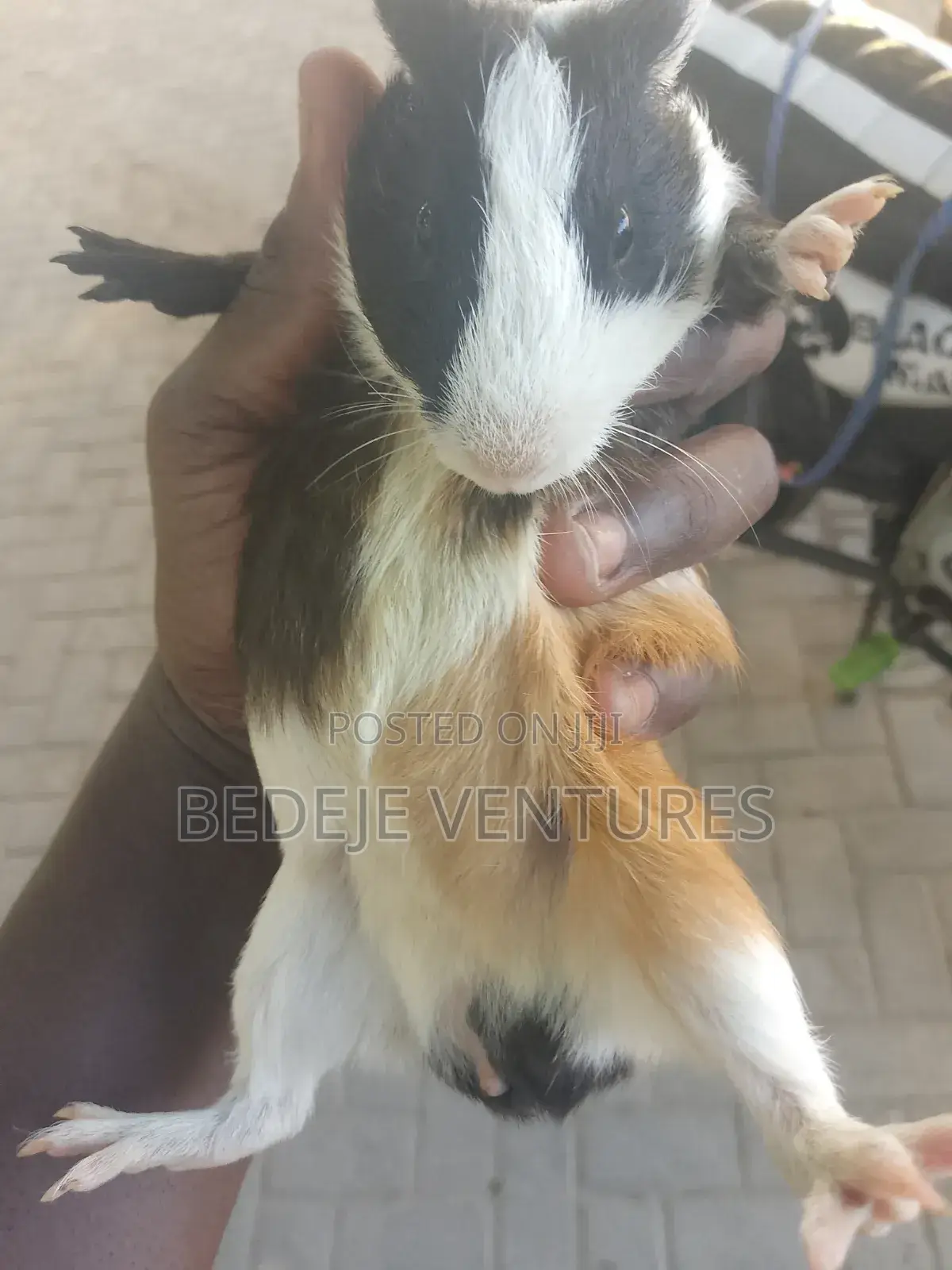 Rats for Sale